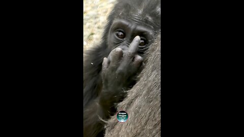 Attitude comes early in life 😮