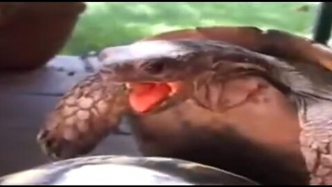 HORNY TURTLE COUNTRY