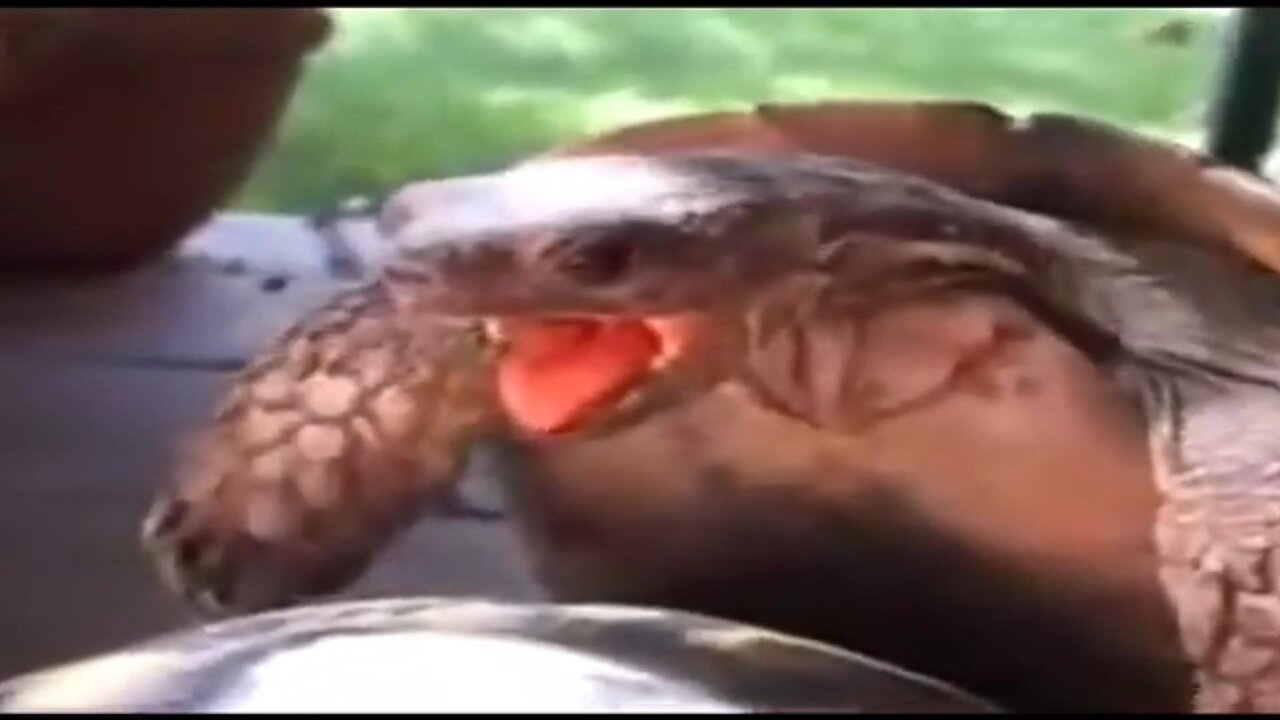 HORNY TURTLE COUNTRY