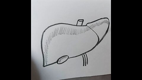 how to draw a liver