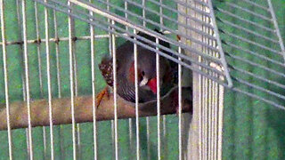 IECV PBV #133 - 👀 Jumper Chirping In His Cage Warning Me That Peanut Is Out Of Her Cage 🐤3-15-2021