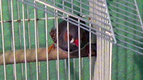 IECV PBV #133 - 👀 Jumper Chirping In His Cage Warning Me That Peanut Is Out Of Her Cage 🐤3-15-2021