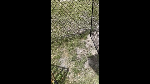 Hector the Gopher Tortoise