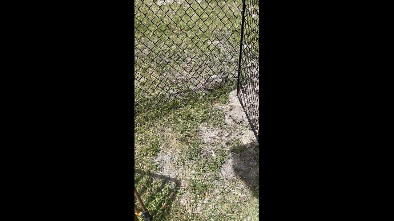 Hector the Gopher Tortoise