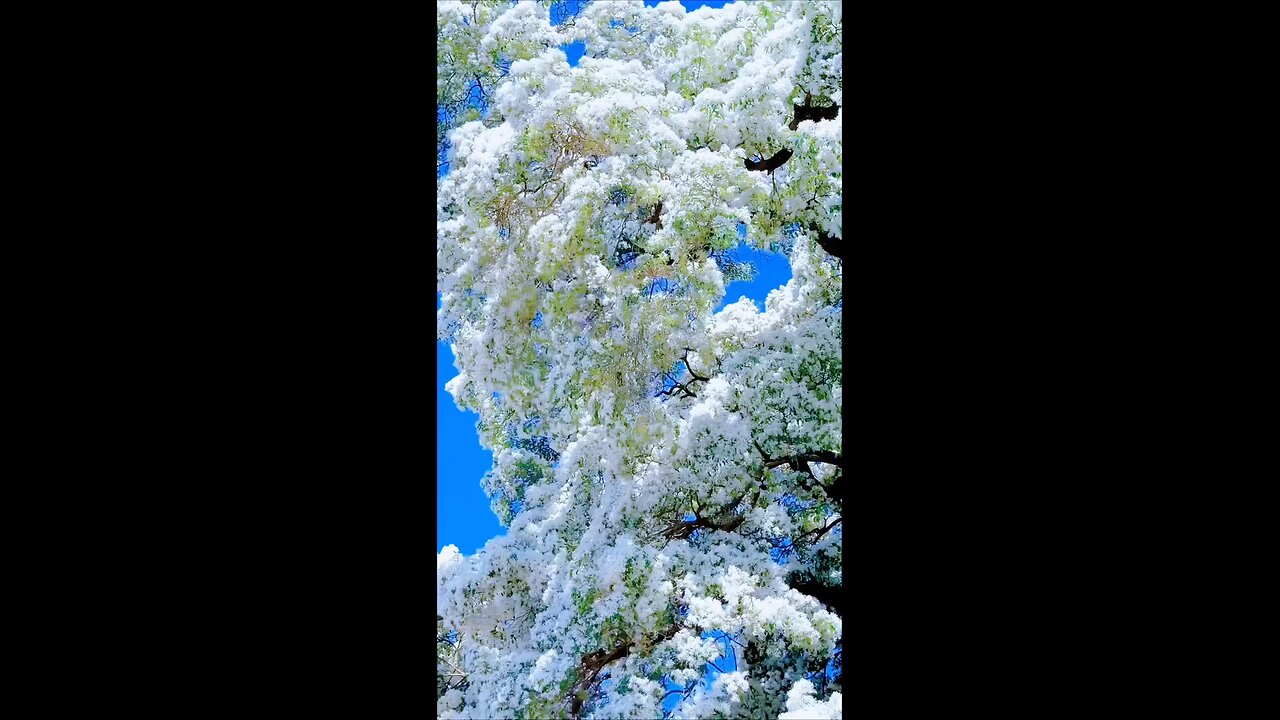 #foryoupage#viralvideo