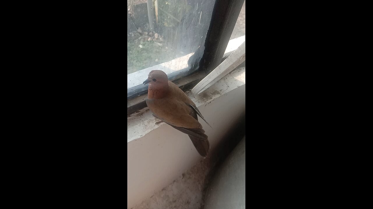 The bird 🐦 got stuck 😭 in the window 🪟 of the house, it was taken out