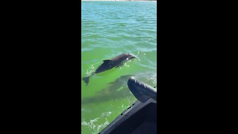 Livestream Highlight | Dolphins Ride With Me!