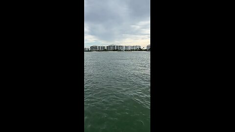 Livestream Replay | Dolphins Flip, Smash & Chase Fish!