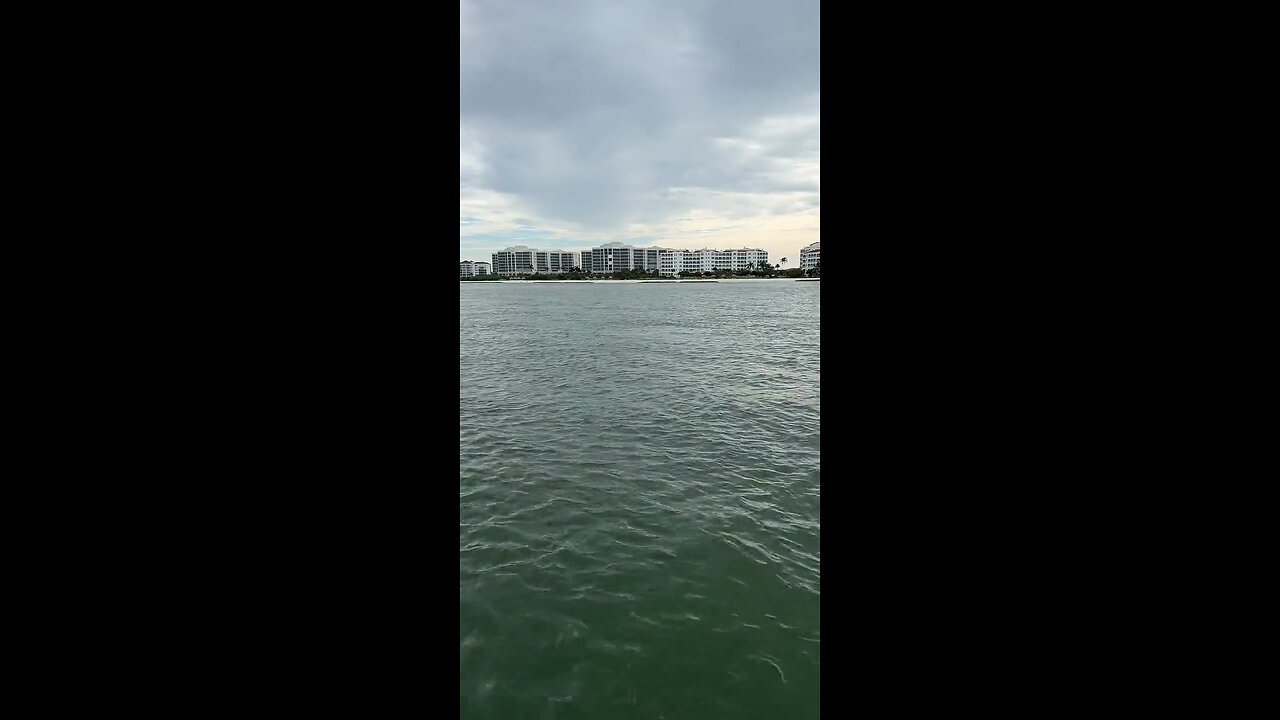 Livestream Replay | Dolphins Flip, Smash & Chase Fish!