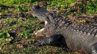 An Alligator by The Water