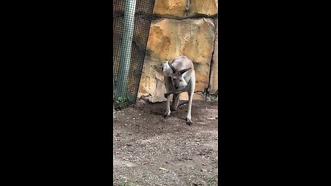 Kangaroo diaries only in Australia