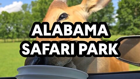 Alabama Safari Park Tour Feeding Large Exotic Animals Craziest Safari Park
