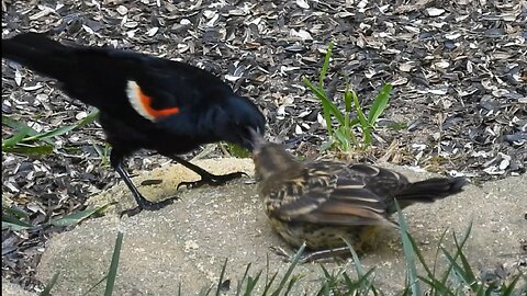 Male Red-Winged Blackbird Protects his Young from Cooper's Hawk #redwingedblackbirds