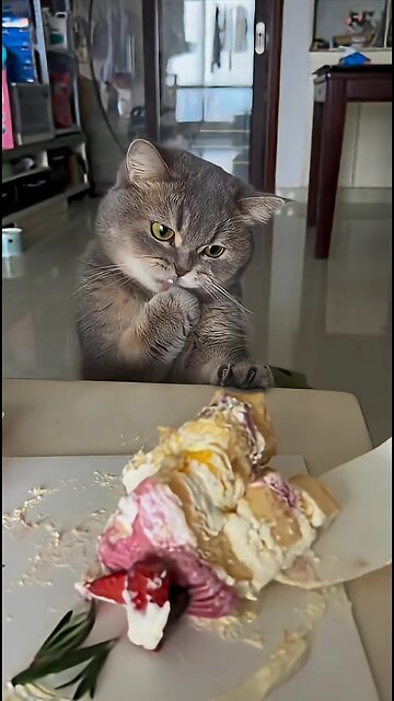 Domestic cats love sweets!