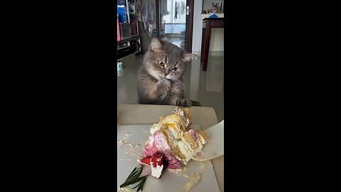 Domestic cats love sweets!