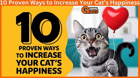 10 Proven Ways to Increase Your Cat’s Happiness 🐾 | Animal Vised