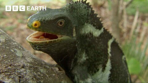 These Iguanas Have An Unusual Mating Tactic