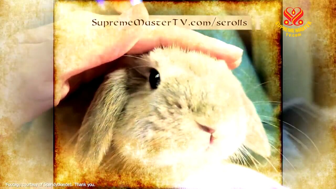 Kindness to Animals in Religions, Part 3 of 3