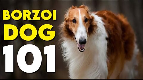 Discover the AMAZING Borzoi Dog Breed Secrets!