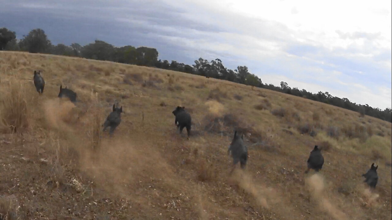 Pigs on my way into camp