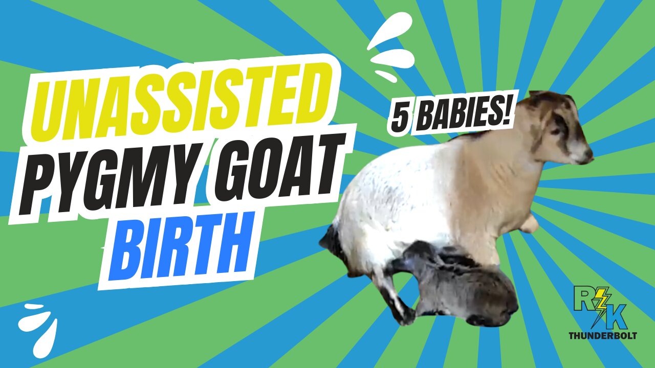 Pygmy Goat Live Birth - 5 Babies in 1 year!
