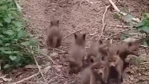 Look at these curious baby foxes running to the cameraman 🥹