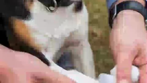 Brave puppy rescues fellow dog stuck on railway tracks — a heroic moment of friendship!