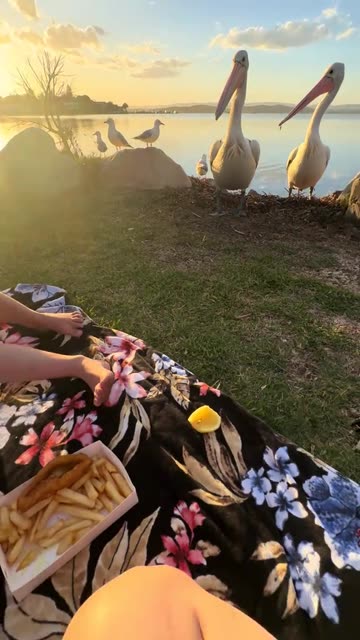 Pelicans In Australia