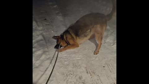 Virgil german shepherd.