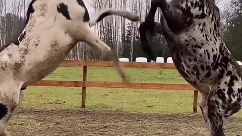 Horse video