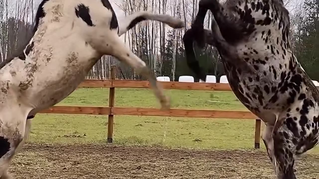 Horse video