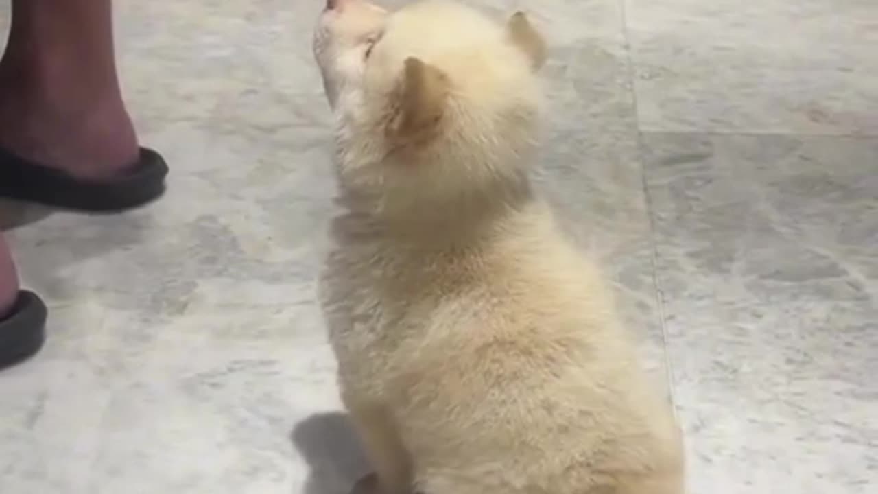 Little cute puppy 🐶 😍 💕