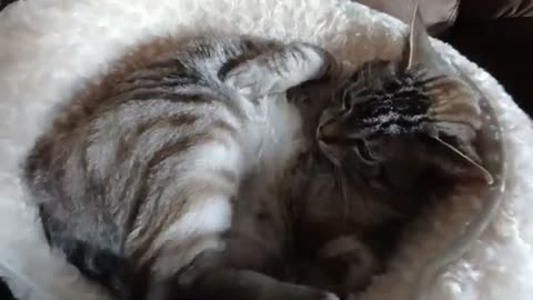 Watch This Cat Melt Into a Cozy Bed After the First Pet! 💤🐾