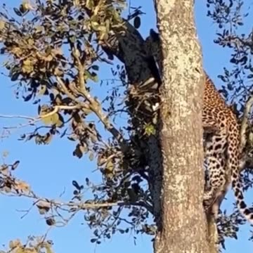 Squirrel VS Leopard