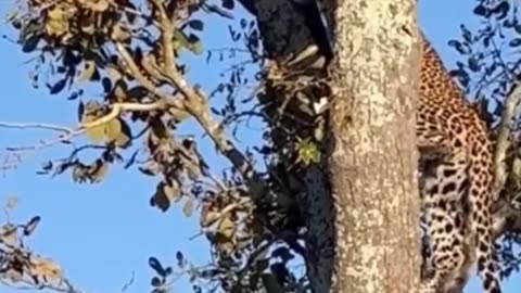 Squirrel VS Leopard