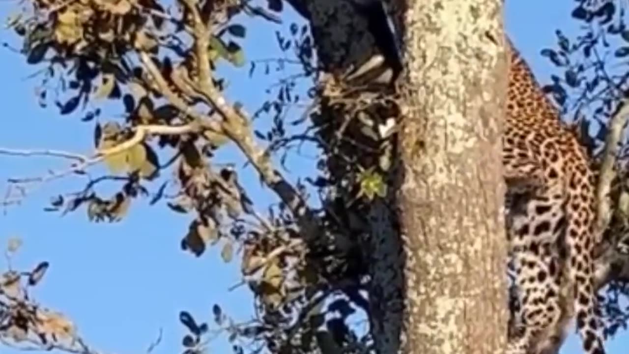 Squirrel VS Leopard