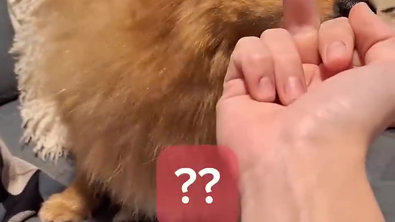 Other dogs vs my dog. Finger test