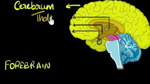 Brain Parts & functions (Fore, mid & hind)