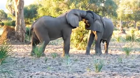 Animal Videos So Adorable You’ll Be Crying 🥹 Cutest Pets That Will Melt Your Heart