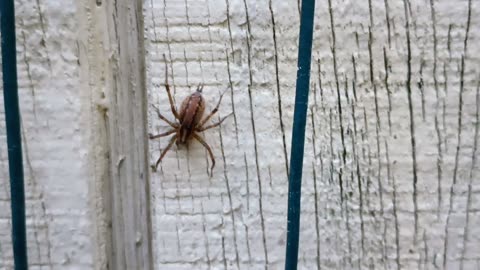 Grass Spider