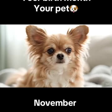 Your birth month Your pet 🐶 #fyp #ai #viral #months