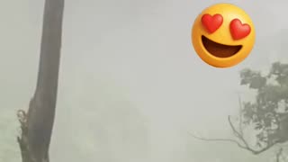 A beautiful Quetzal caught in flight in a forest.