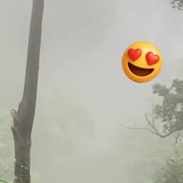 A beautiful Quetzal caught in flight in a forest.