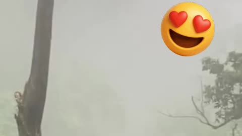 A beautiful Quetzal caught in flight in a forest.