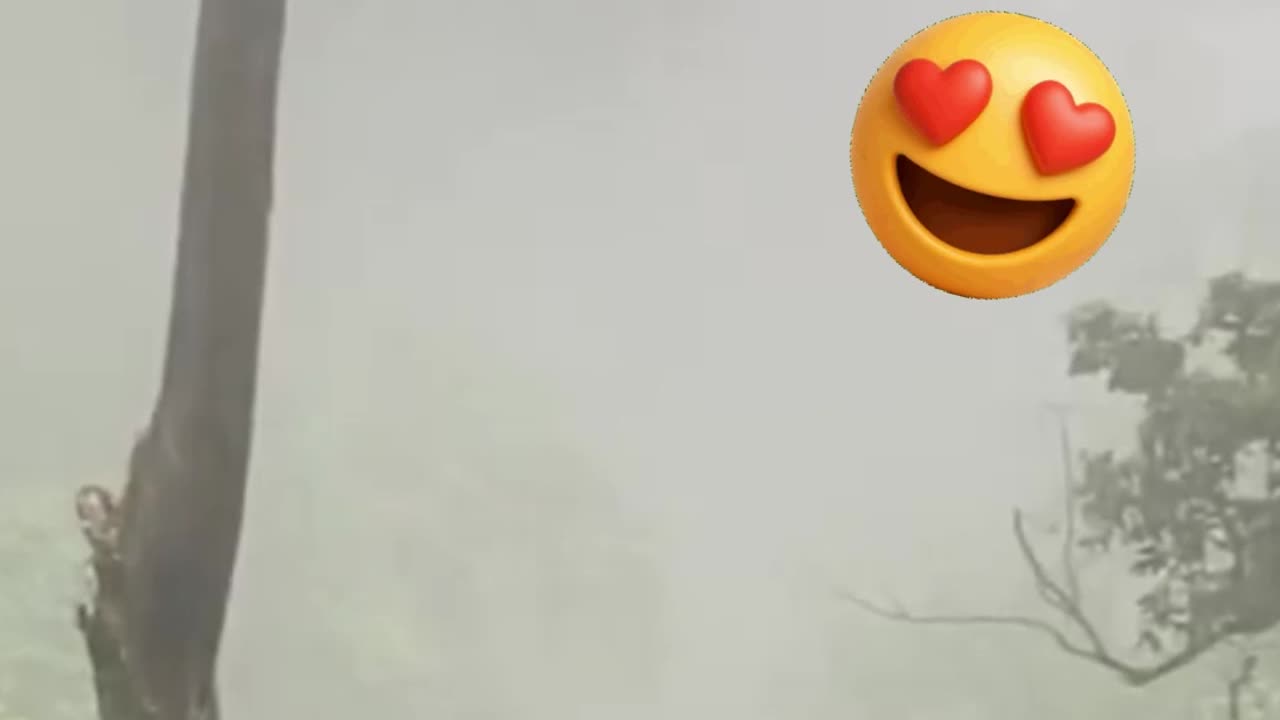 A beautiful Quetzal caught in flight in a forest.