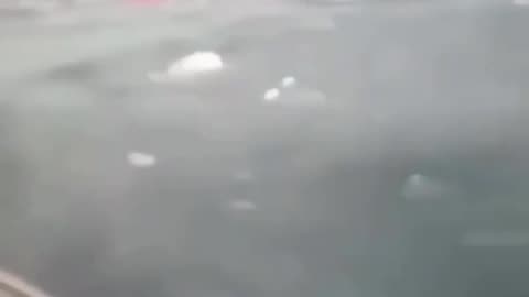 Killer Whale Territory