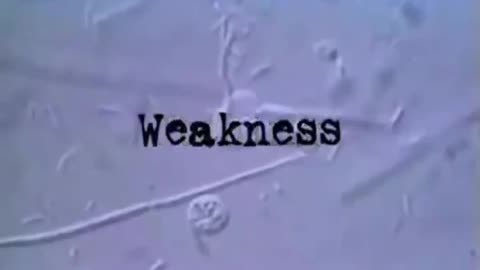 The Parasite demon Connection