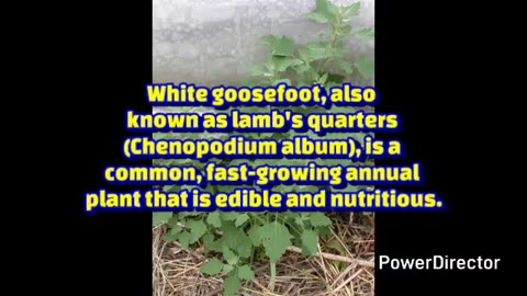 white goosefoot