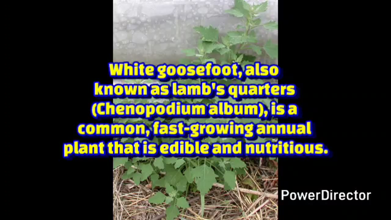 white goosefoot