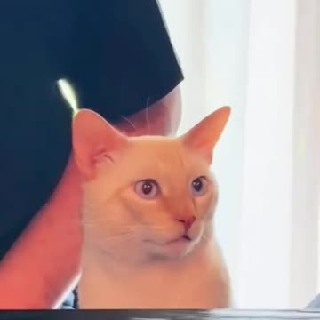 Cat 🐈 is a family member!